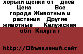 хорьки щенки от 35дней › Цена ­ 4 000 - Все города Животные и растения » Другие животные   . Калужская обл.,Калуга г.